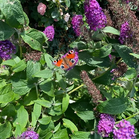 Hopfengarten, Whg 9 Westerland